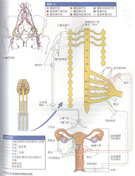 女生生殖器